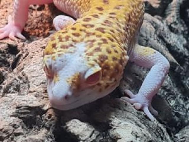 Leopardgecko Sunfire Radar Pied männlich DC-Geckos Eublepharis macularius - 1