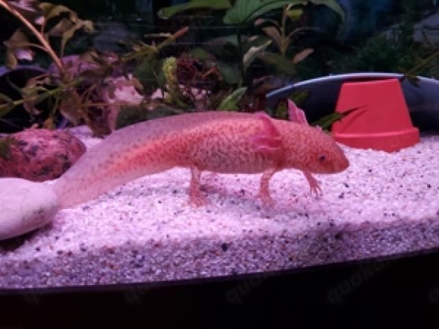 Ein Jahr alte Axolotl abzugeben - 1