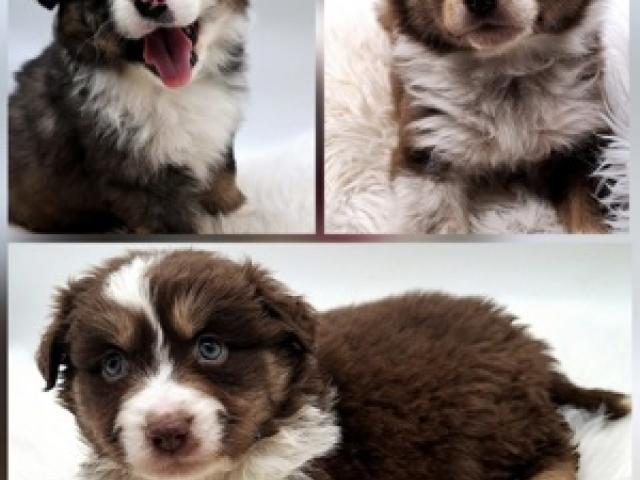 Mini Miniature Australian Shepherd Welpen mit Papieren - 1